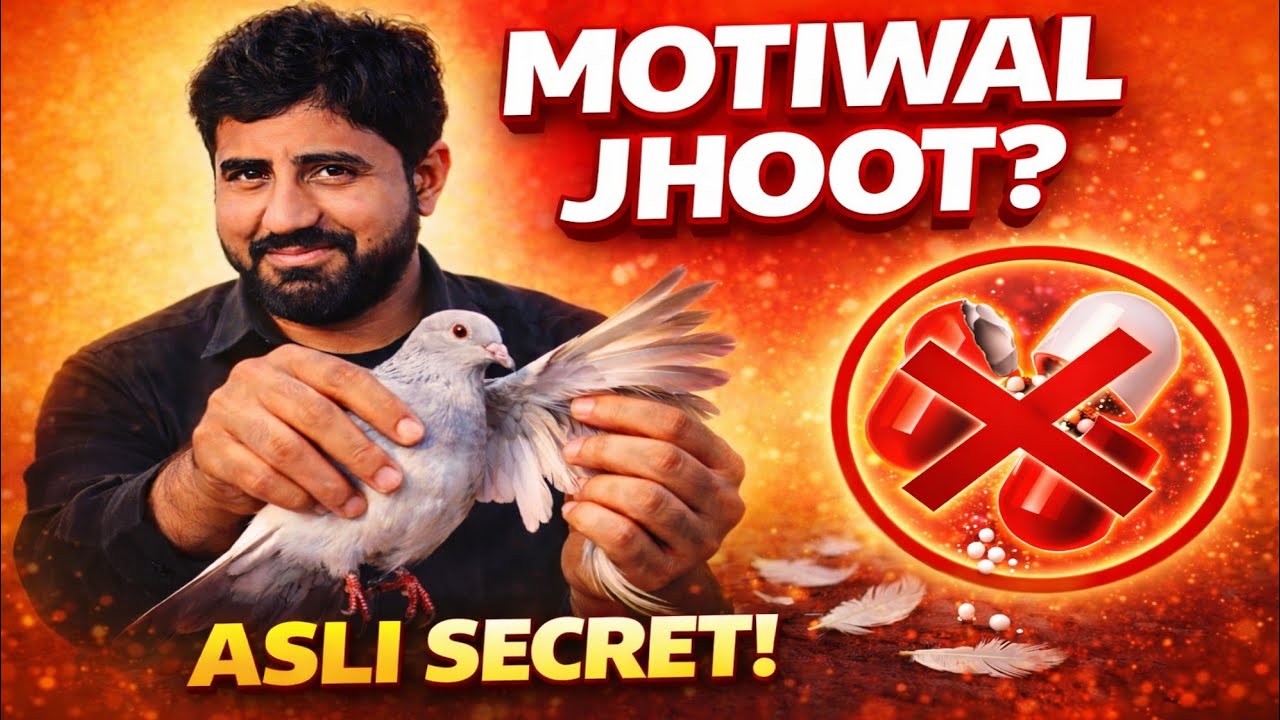 Moti Wala Kuch Bhi Nahi! Ustad Ne Bata Diya Asli Raaz | Super Parwaz + Keeray Ka Ilaaj