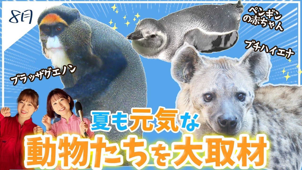 【宇都宮動物園】【ブチハイエナ】美しすぎる猿【ブラッザグエノン】かわいい【ペンギン】の赤ちゃん