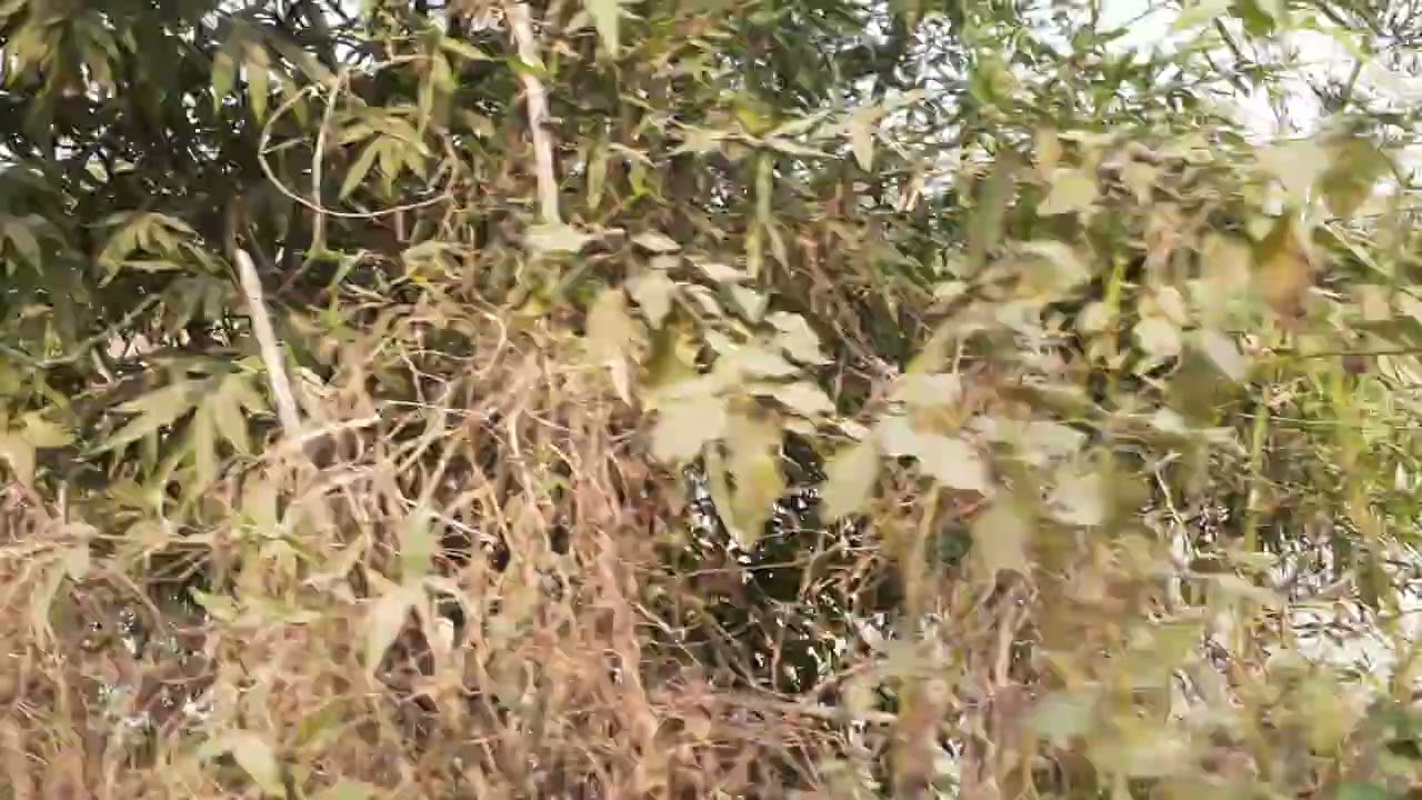 my village diaries part 1