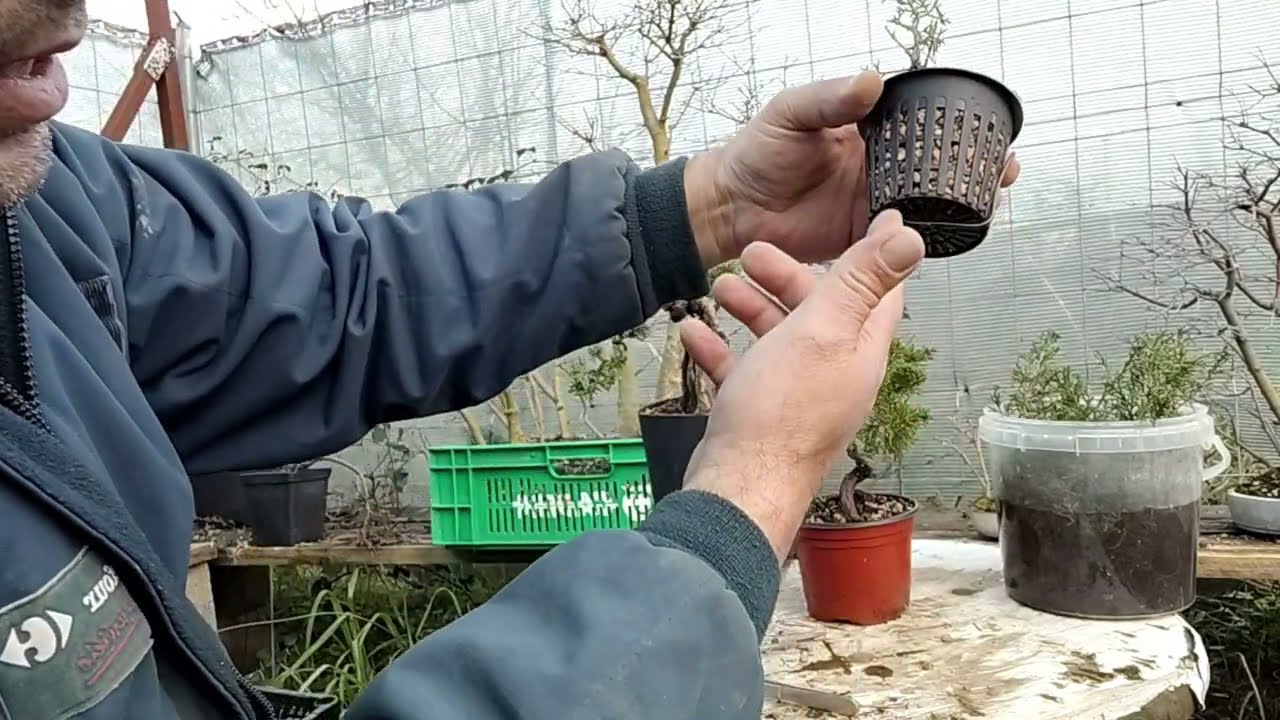 Esquejes de itoigawa y nuevo experimento de cultivo 