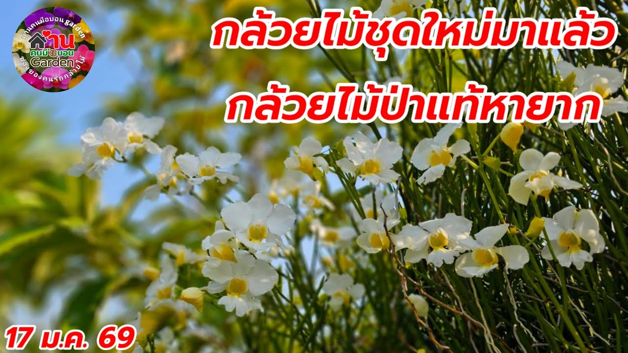 EP.797 กล้วยไม้สวยๆเข้าเพิ่ม กล้วยไม้สกุลช้าง กล้วยไม้ออกดอกบ่อย #กล้วยไม้ #orchid 