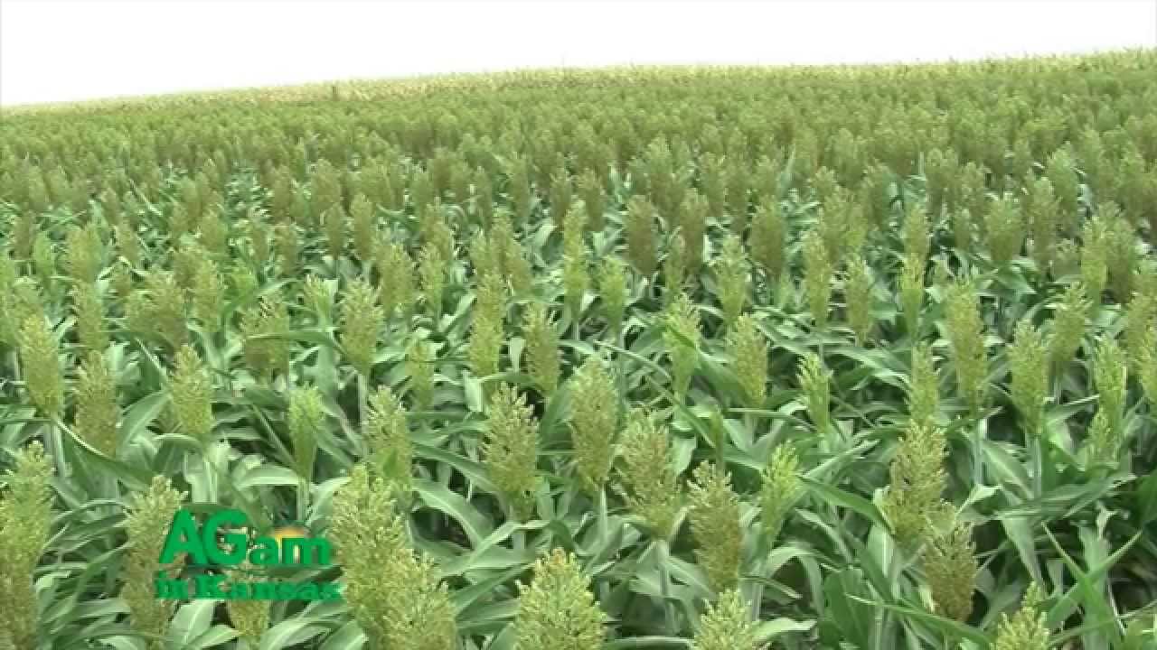 That's My Farm - Sorghum Planting - April 10, 2015