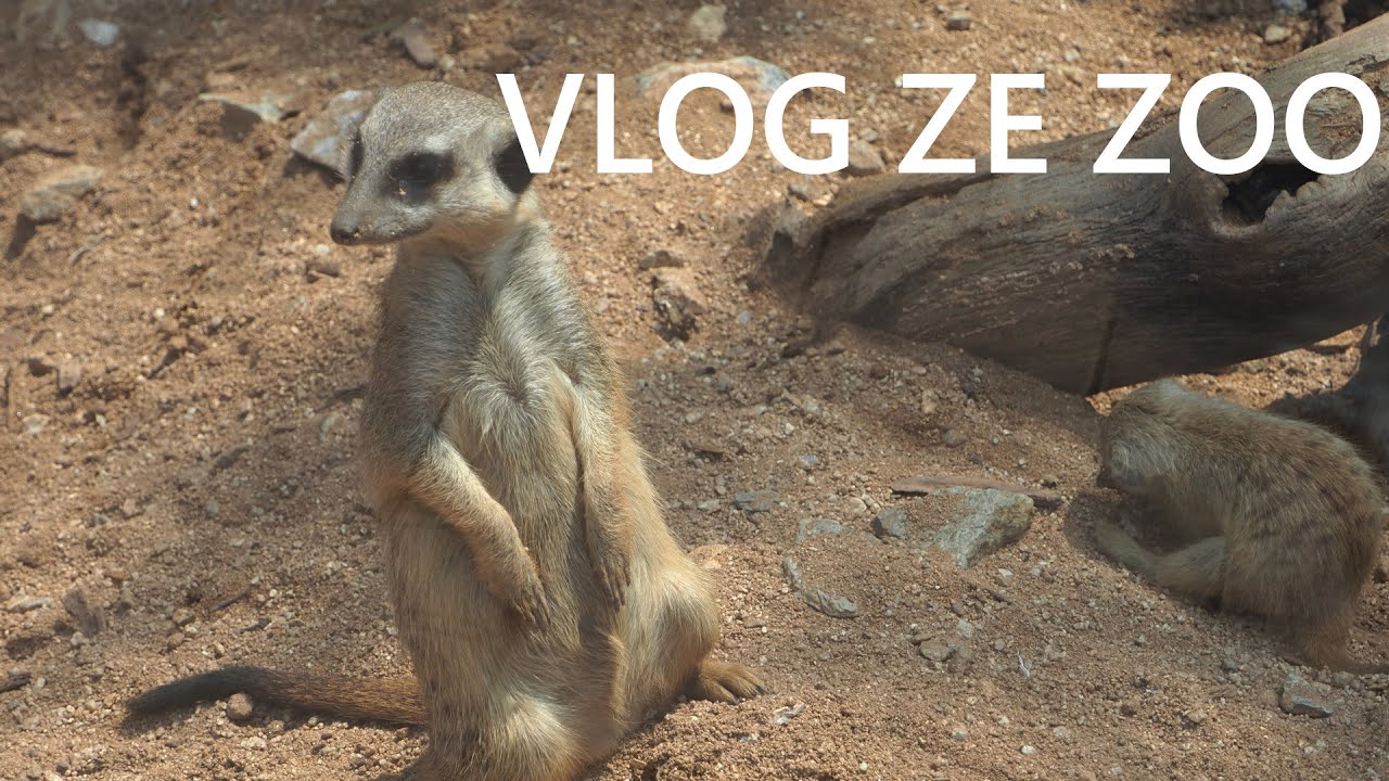 LPS Vlog ze Zoo | Amálka LPS