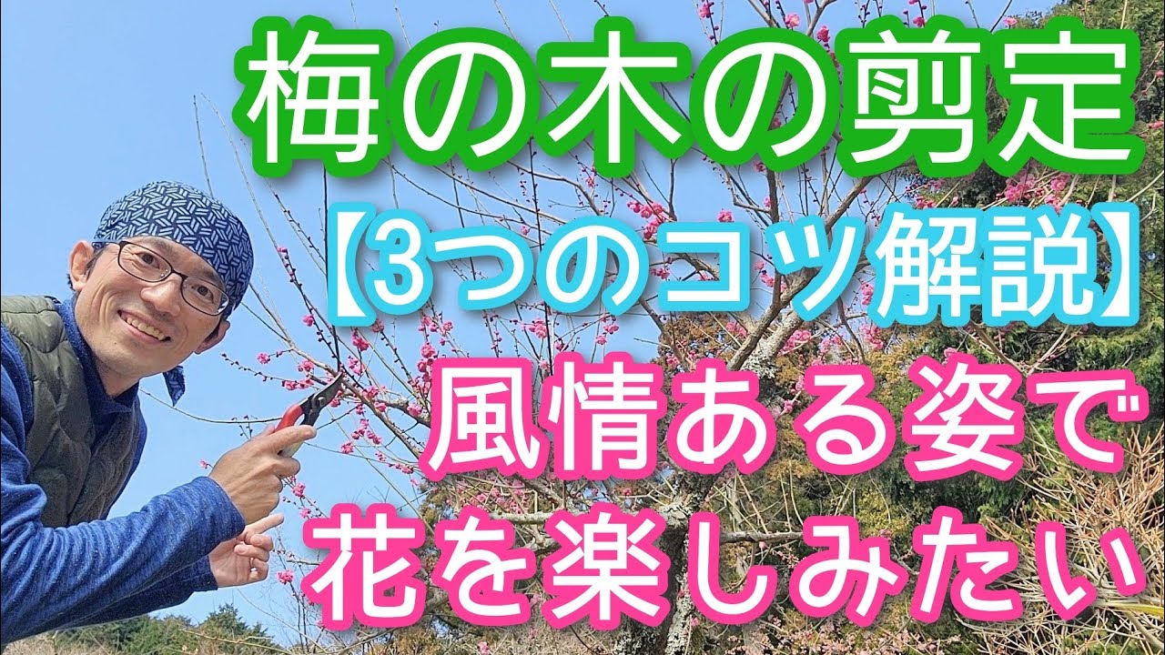 【ウメ(梅)の剪定】花を風情ある樹形で楽しむ手入れのコツ3点(2025年3月)🌸🍃
