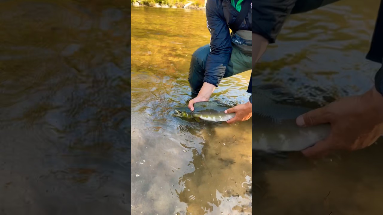 RELEASING HUMPBACK PINK SALMON BACK HOME. tbt 👍🏼👌🔥🎣🇨🇦 #tbt #shorts #subscribe