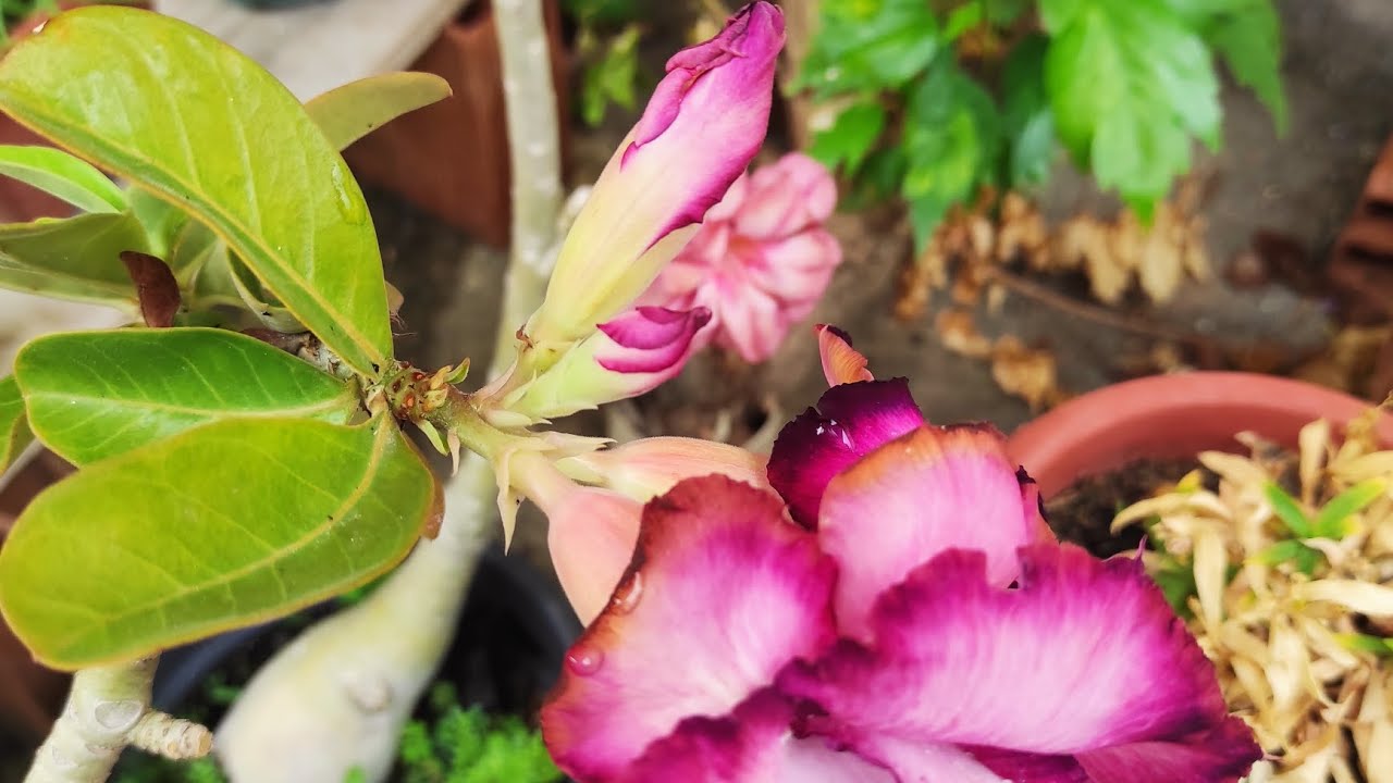 Plantas da casa de uma amiga...
