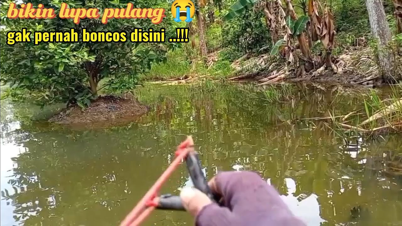 Ikan di sawah lari kesini semua‼️ ketapel ikan nila 