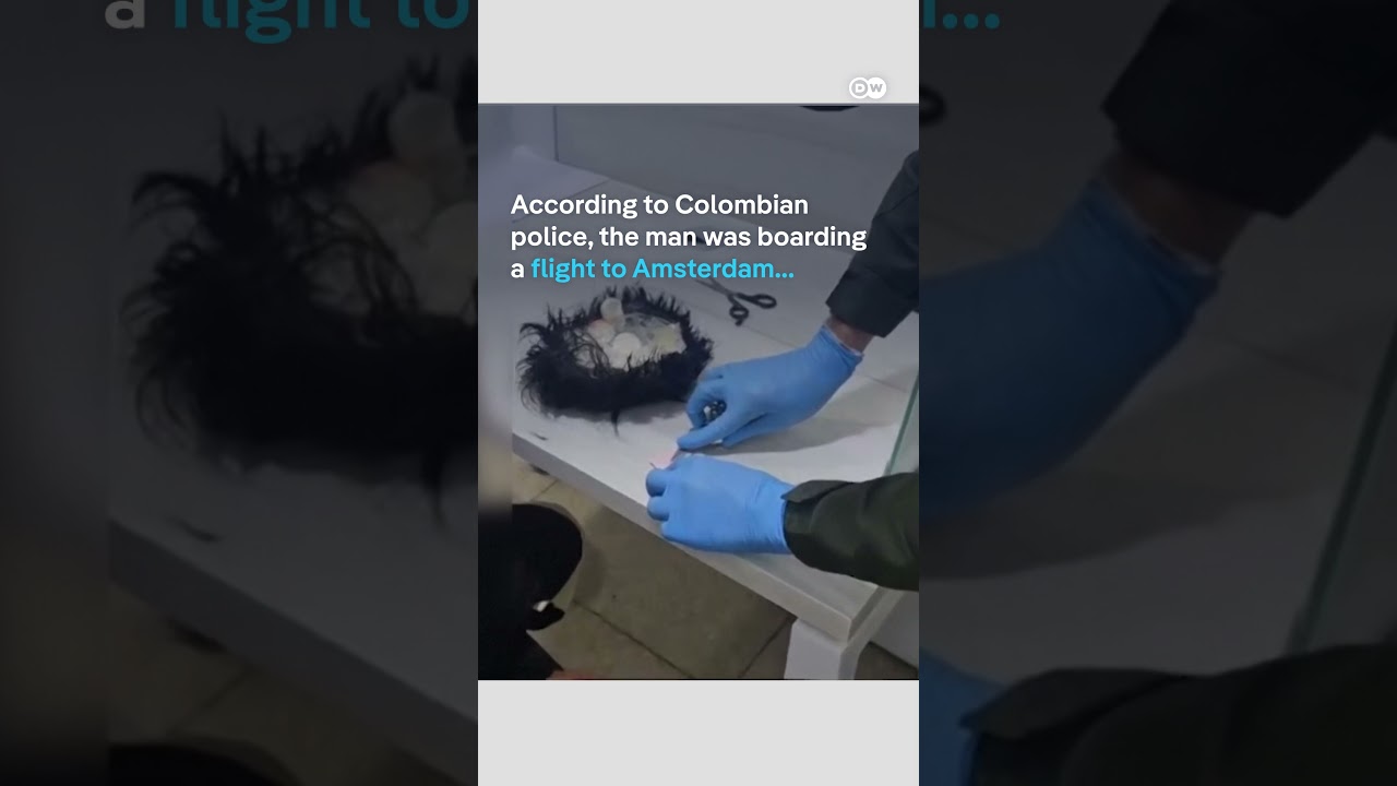 Guess where he'd hidden his smuggled cocaine | DW News