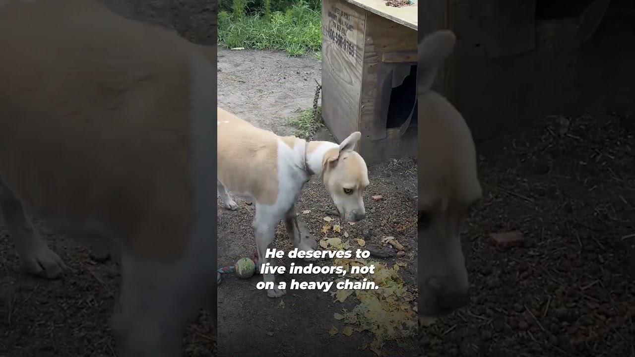 Dog found chained in backyard with NO SPACE to run or play