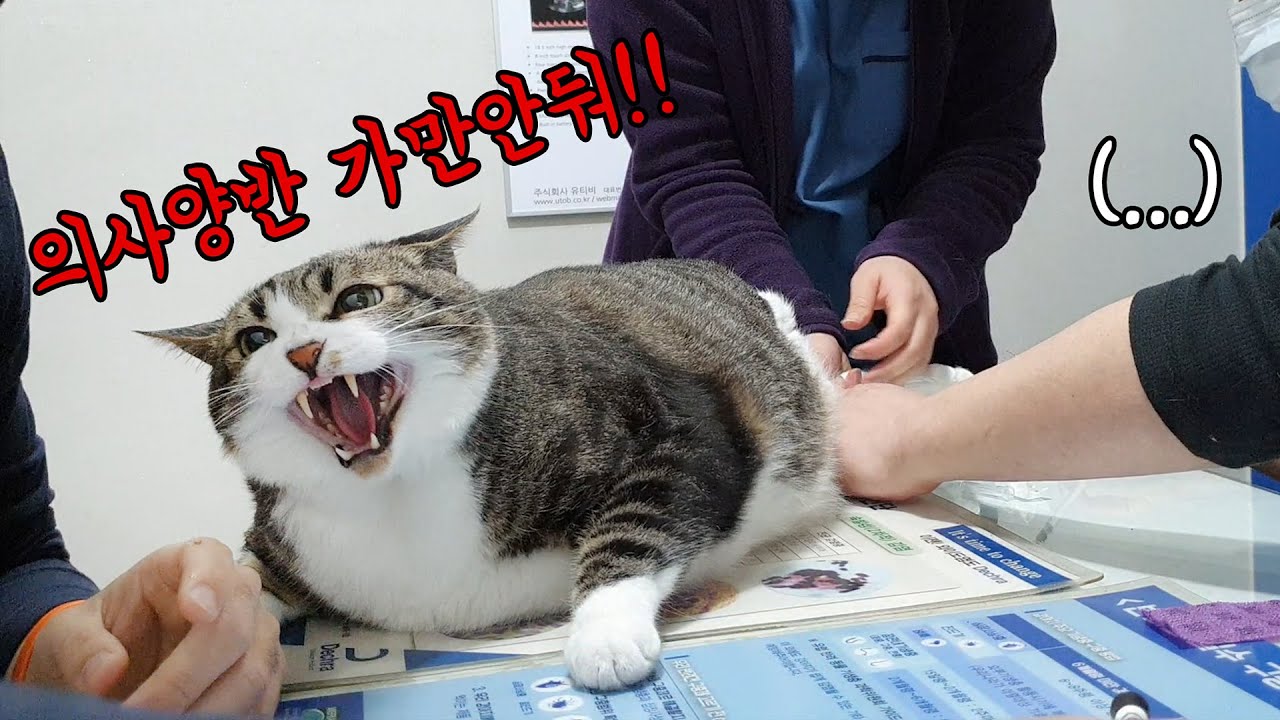 하악질과 굉음이 난무하는 고양이 건강검진