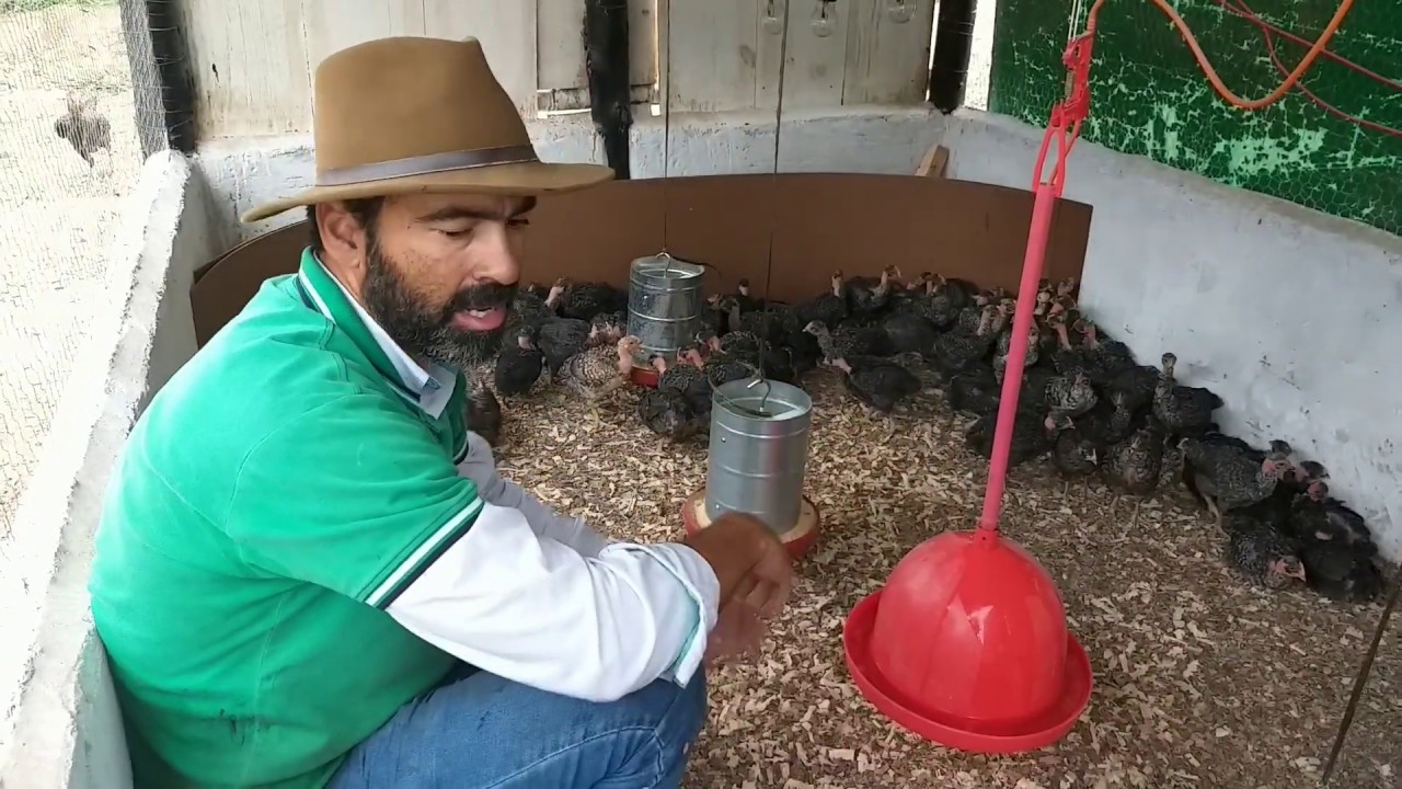 Isso está matando os pintinhos  - causa das doenças das aves
