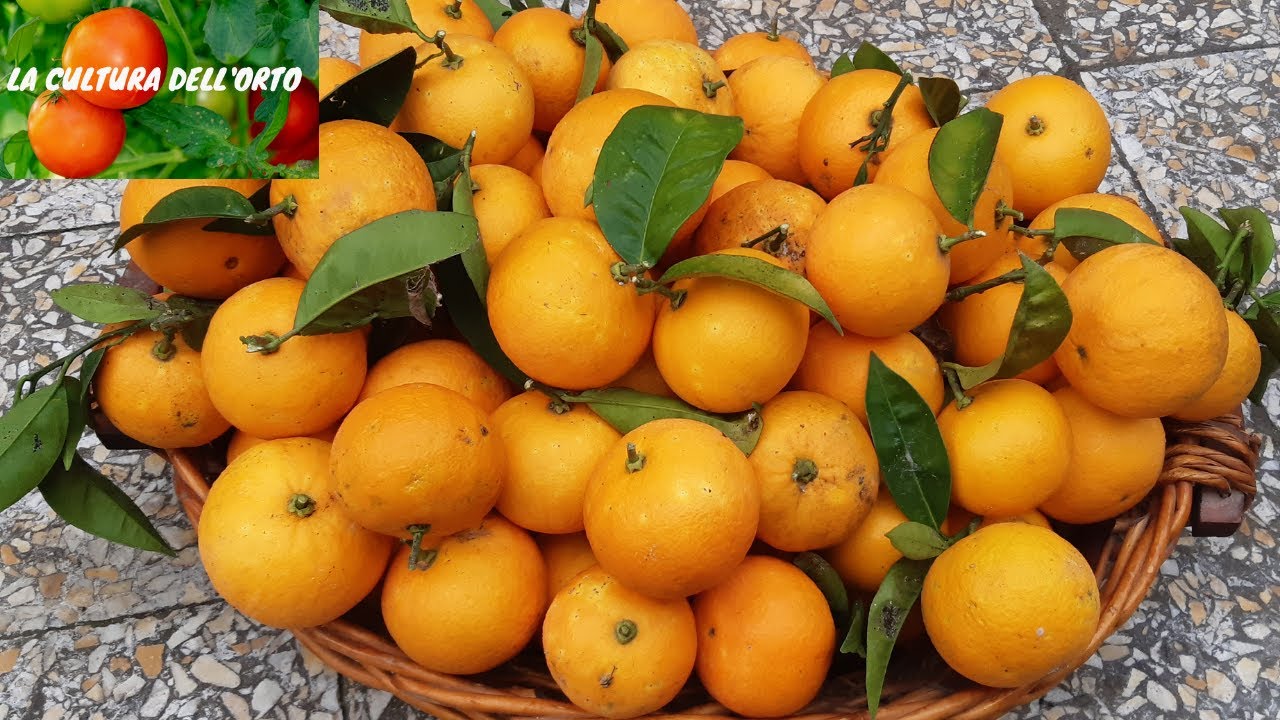 Le Arance. Piante secolari, raccolta delle arance e aranciata.