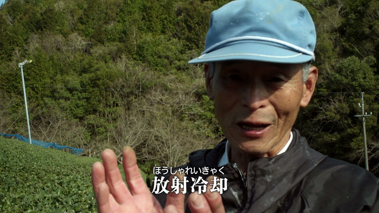 さかわ未来学「茶農家」