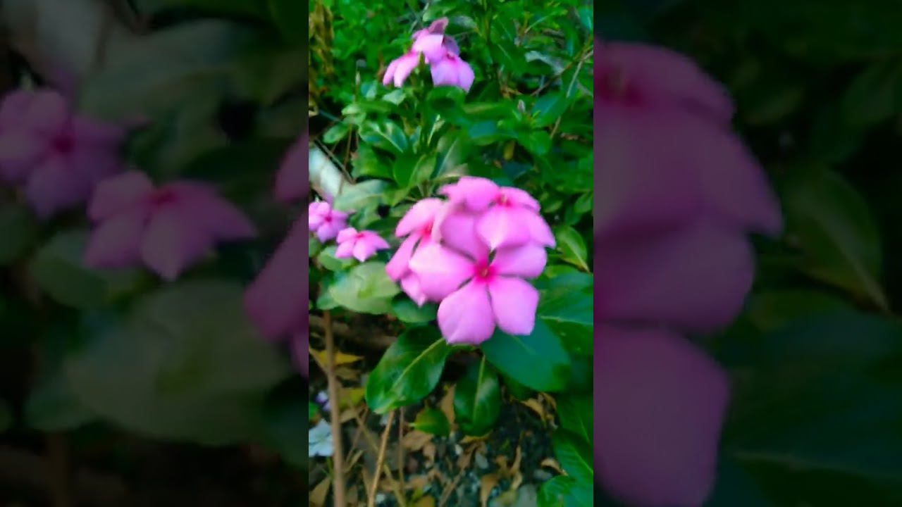 beautiful medicinal flowers 💐