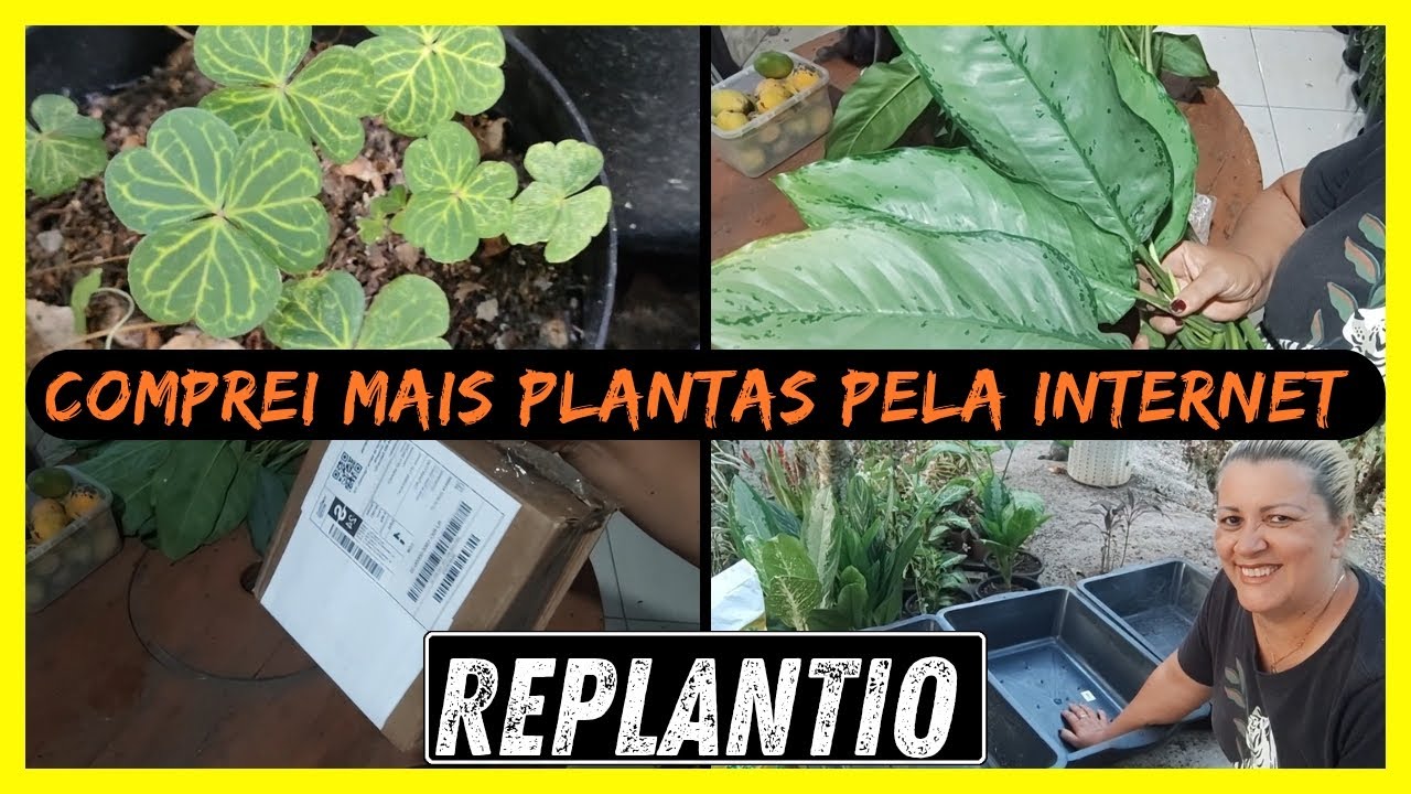 dias difíceis,mas com plantas novas para alegrar a vida,fiz replantio, mostrei as novas que comprei