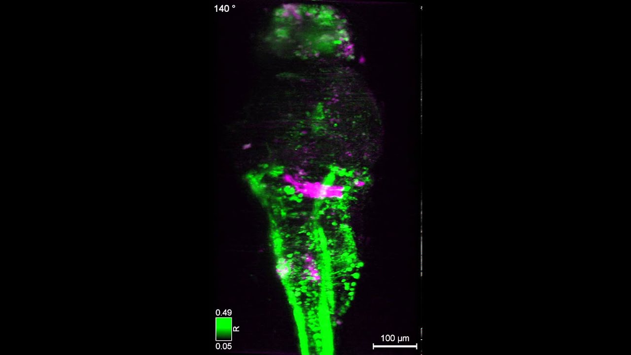 3D visualization of hindbrain-spinal circuit in larval zebrafish