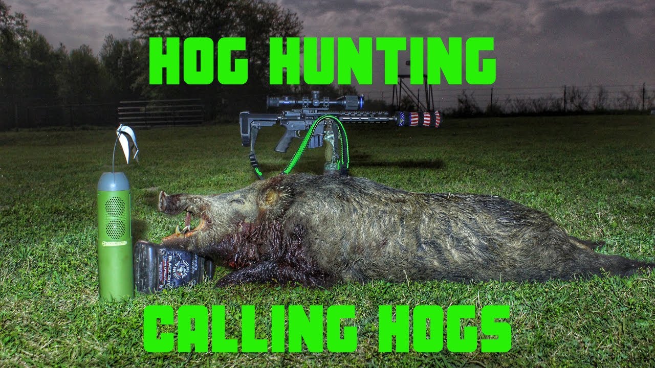 Hog Hunting | Calling Hogs