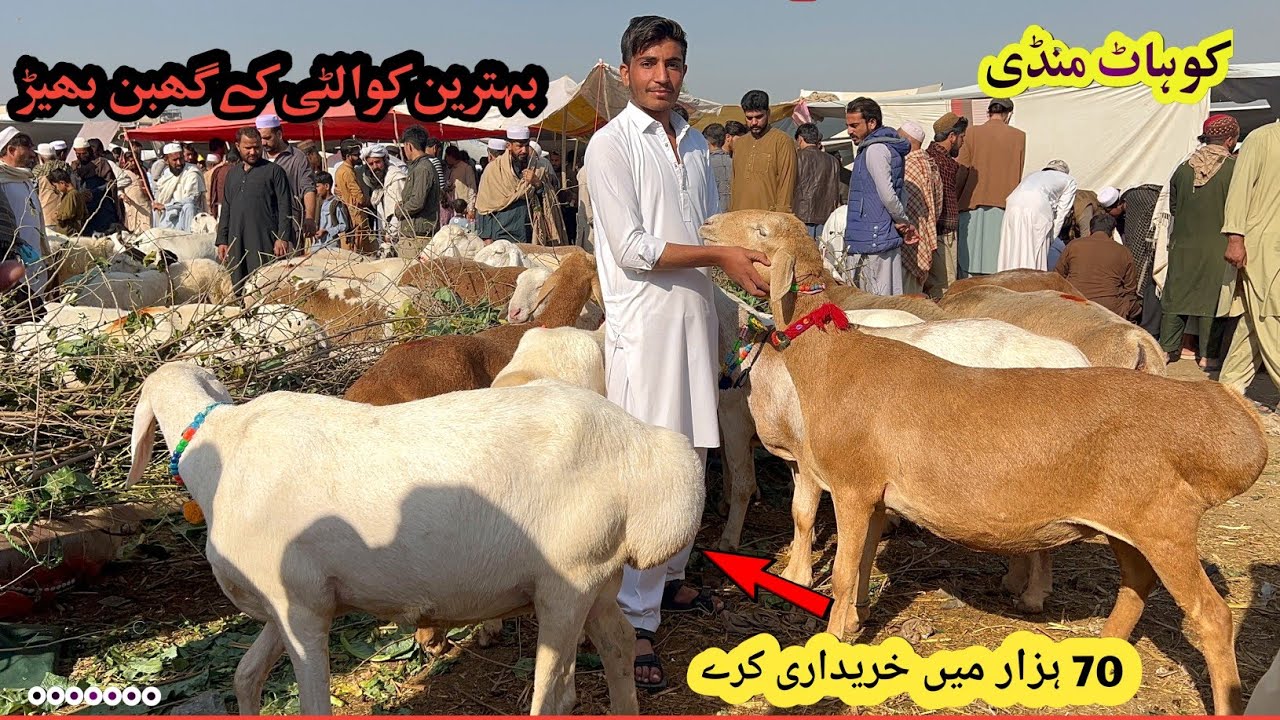 Pakistan Biggest Dumba Mandi Kohat- Latest Update- Prices Low 🫠 November 9, 2025