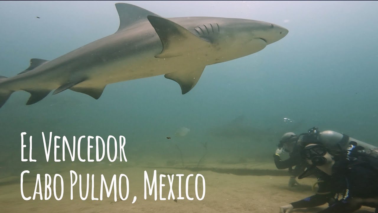 Bull Shark Diving at El Vencedor in Cabo Pulmo, Mexico - 4K