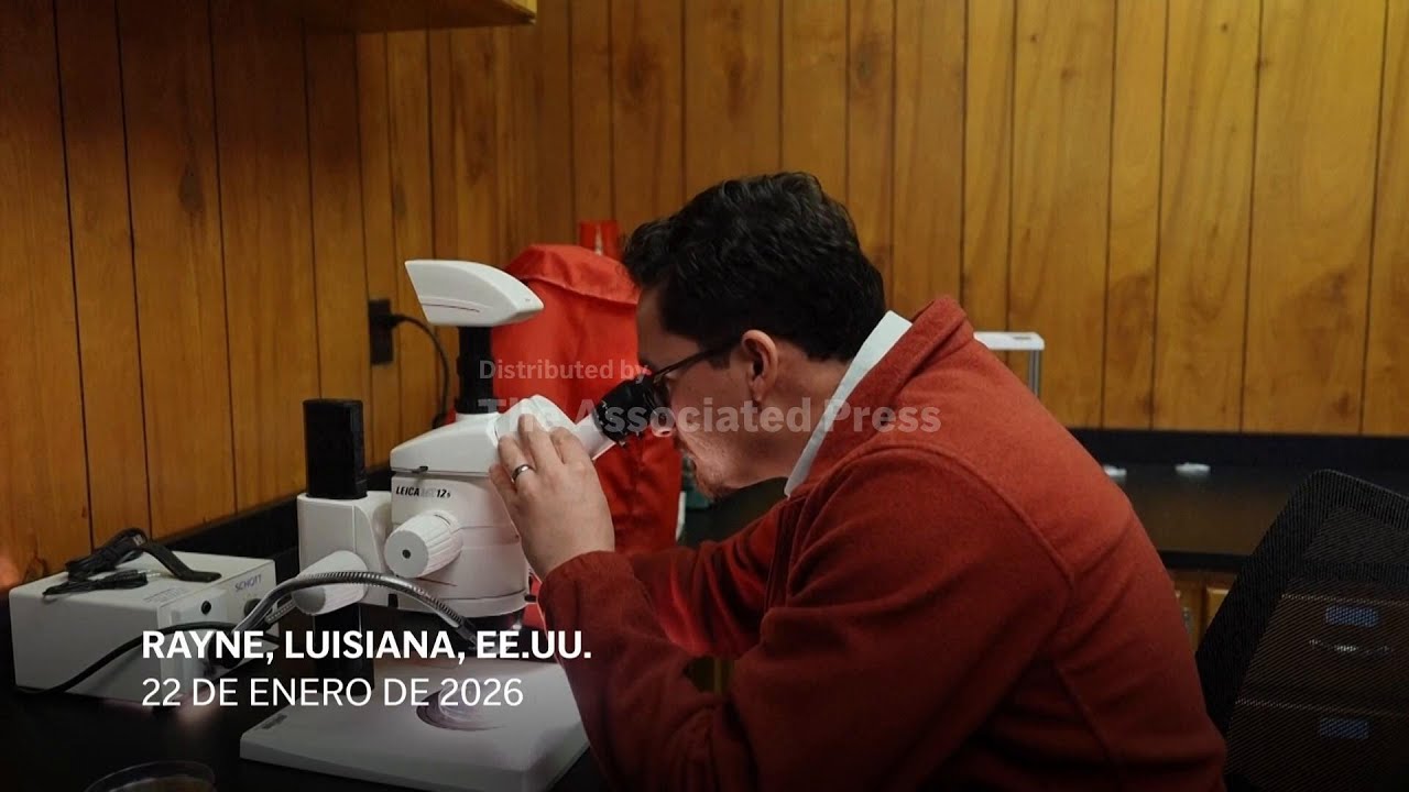 Luisiana: Investigadores buscan insectos invasores en los arrozales