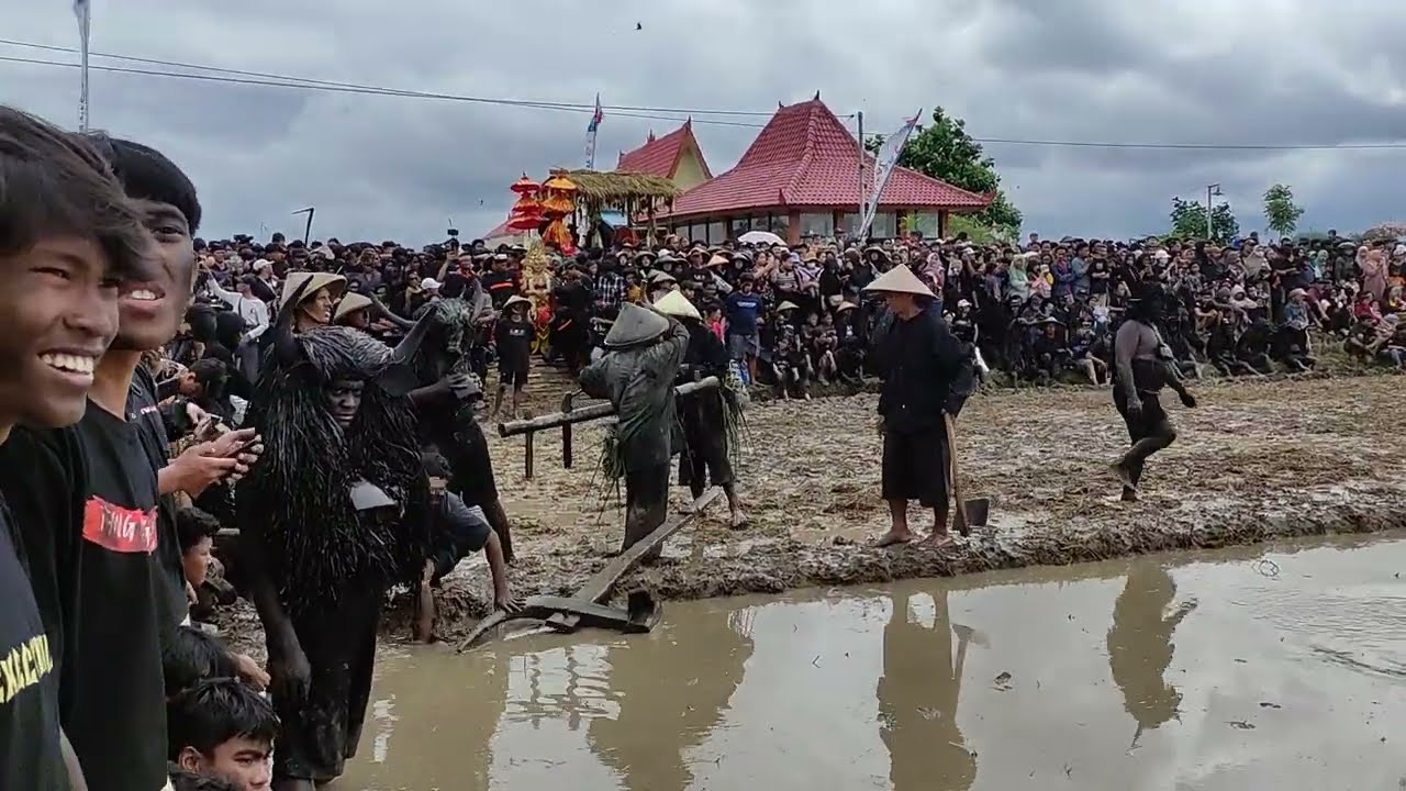 Kebo.goyang ritual adat kebo keboan Alasmalang 2025