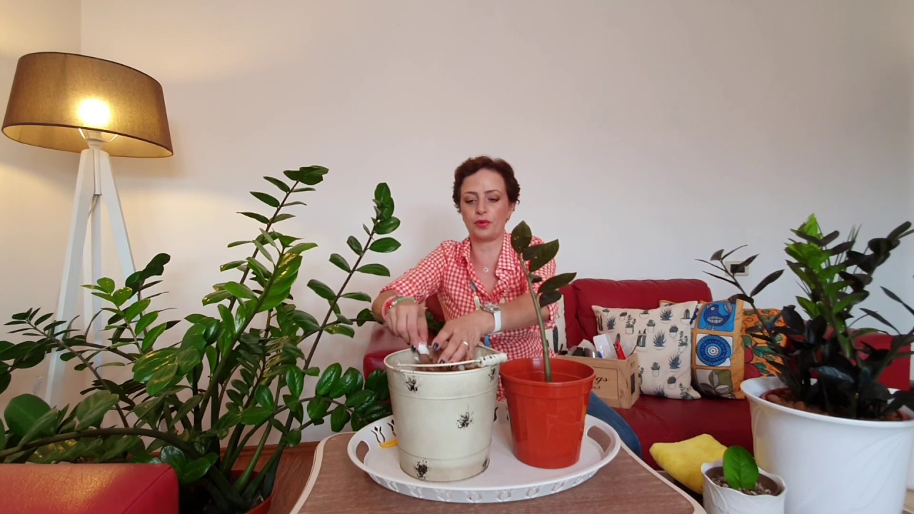 Zamia bakımı nasıl olur? Çoook pratik bilgiler bunlar!