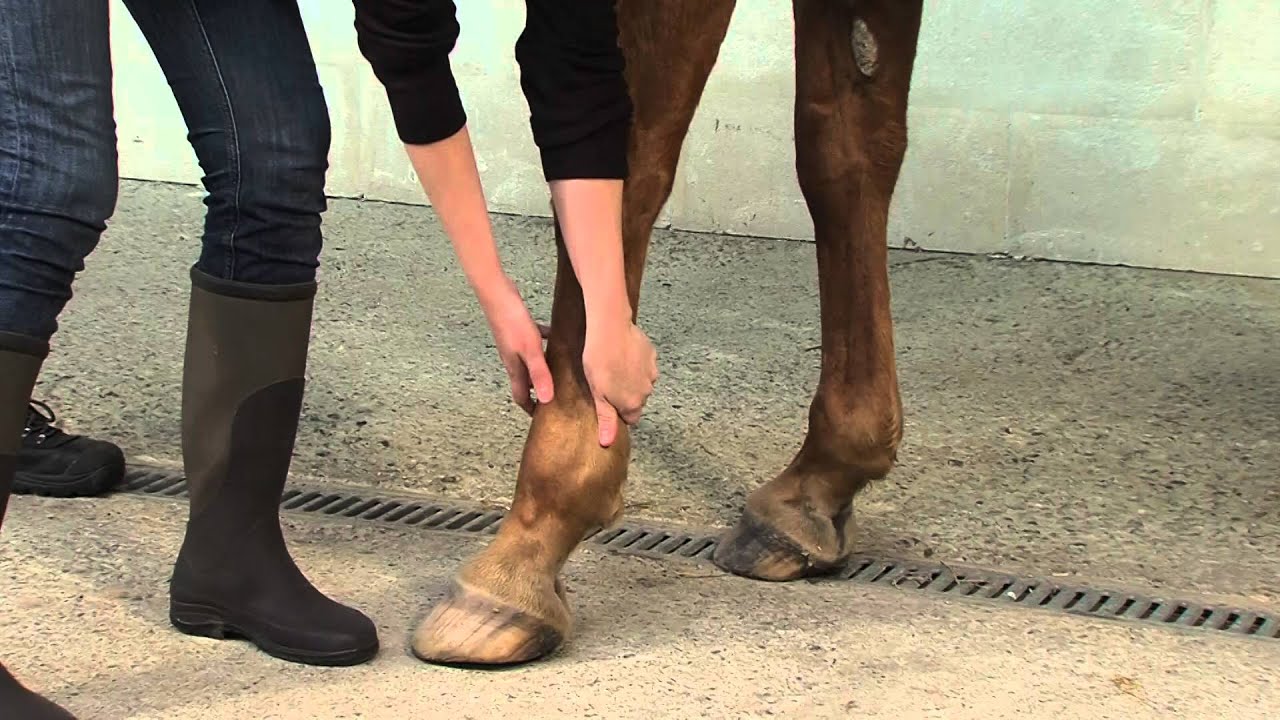 25 : prendre le pied du cheval
