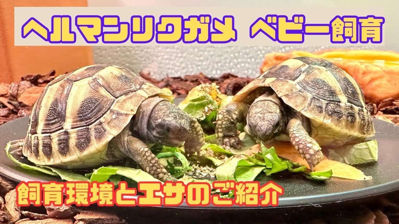 ヒガシヘルマンリクガメのベビーの飼い方・飼育用品・飼育環境・エサについてまとめました