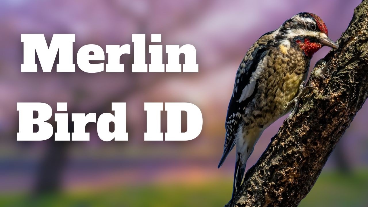 Освойте приложение Merlin Bird ID за 8 минут!