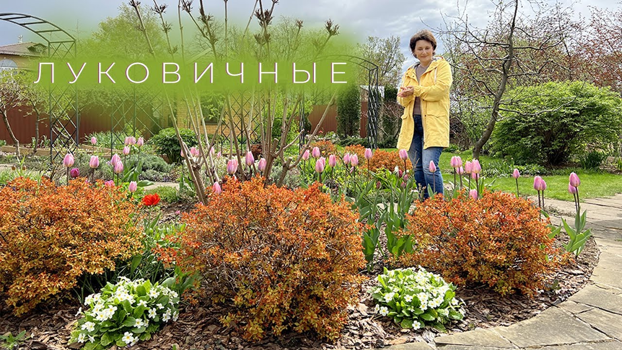 Луковичные I Сад Людмилы Кудасовой