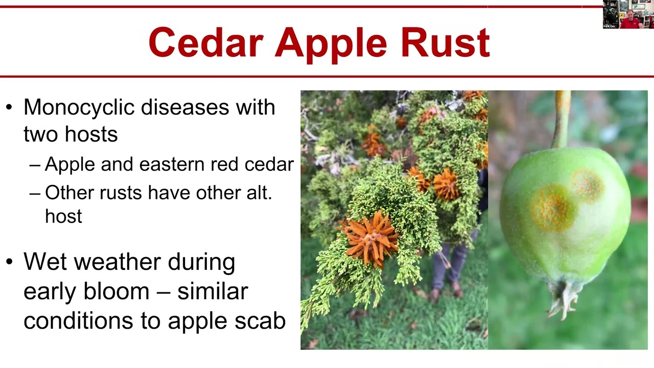 Western NY Post-Bloom Pest/Disease Management Updates & 8-12 mm Thinning Recommendations Meeting