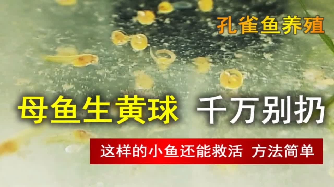简单的方法，让孔雀母鱼生的长眼睛的小黄球，变小鱼