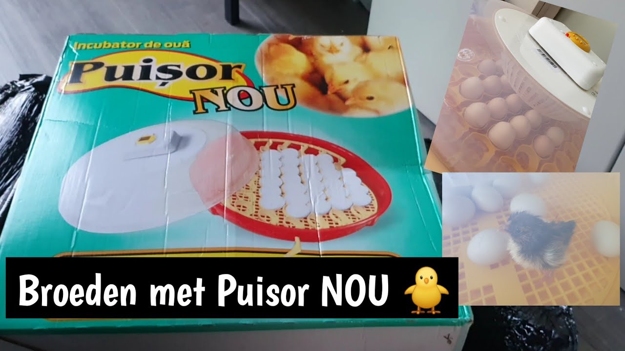Eieren uitbroeden met broedmachine Puisor NOU 103TH | The Cool Kips
