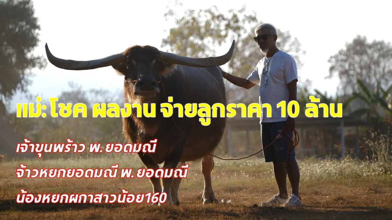 แม่:โชค ผลงานจ่ายลูกราคา 10 ล้าน เจ้าขุนพร้าว พ.ยอดมณี จ้าวหยกยอดมณี พ.ยอดมณี น้องหยกผกาสาวน้อย160