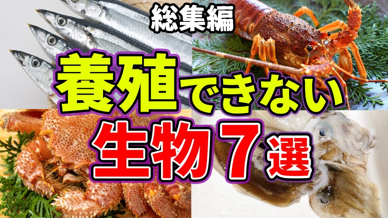 【総集編】養殖（栽培）できなかった生物7選【サンマ】【イセエビ】【カニ】