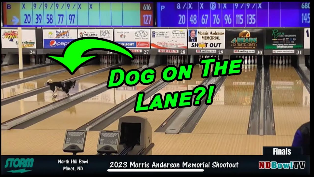Dog Interrupts Championship Match!