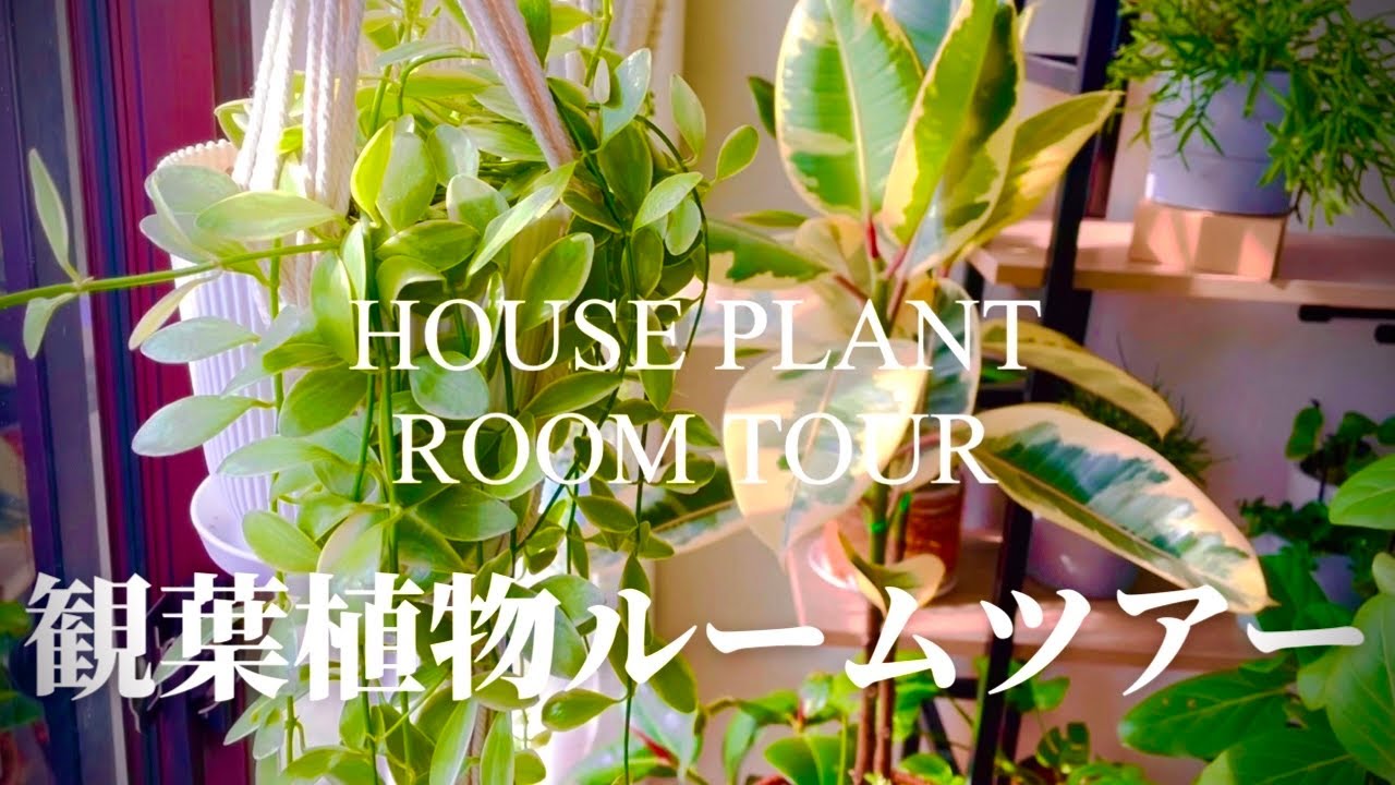 【観葉植物】ルームツアー/冬の昼間編
