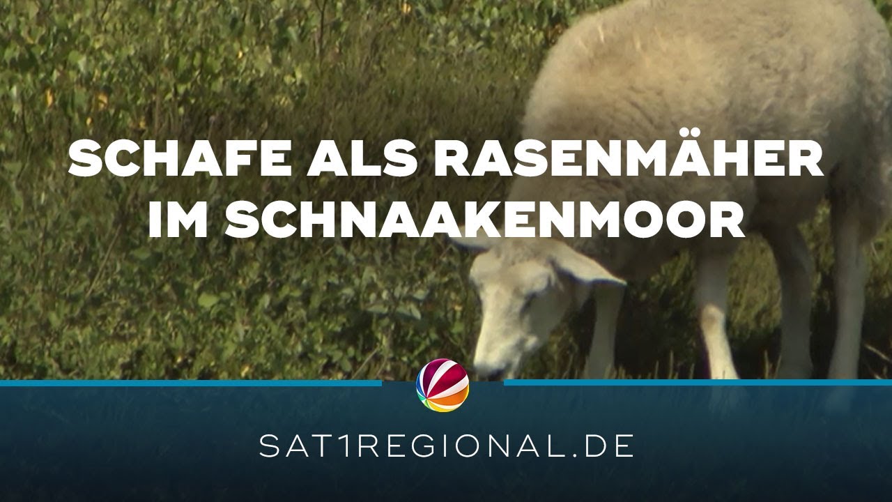 Schafe k&uuml;rzen umweltfreundlich den Rasen im Schnaakenmoor