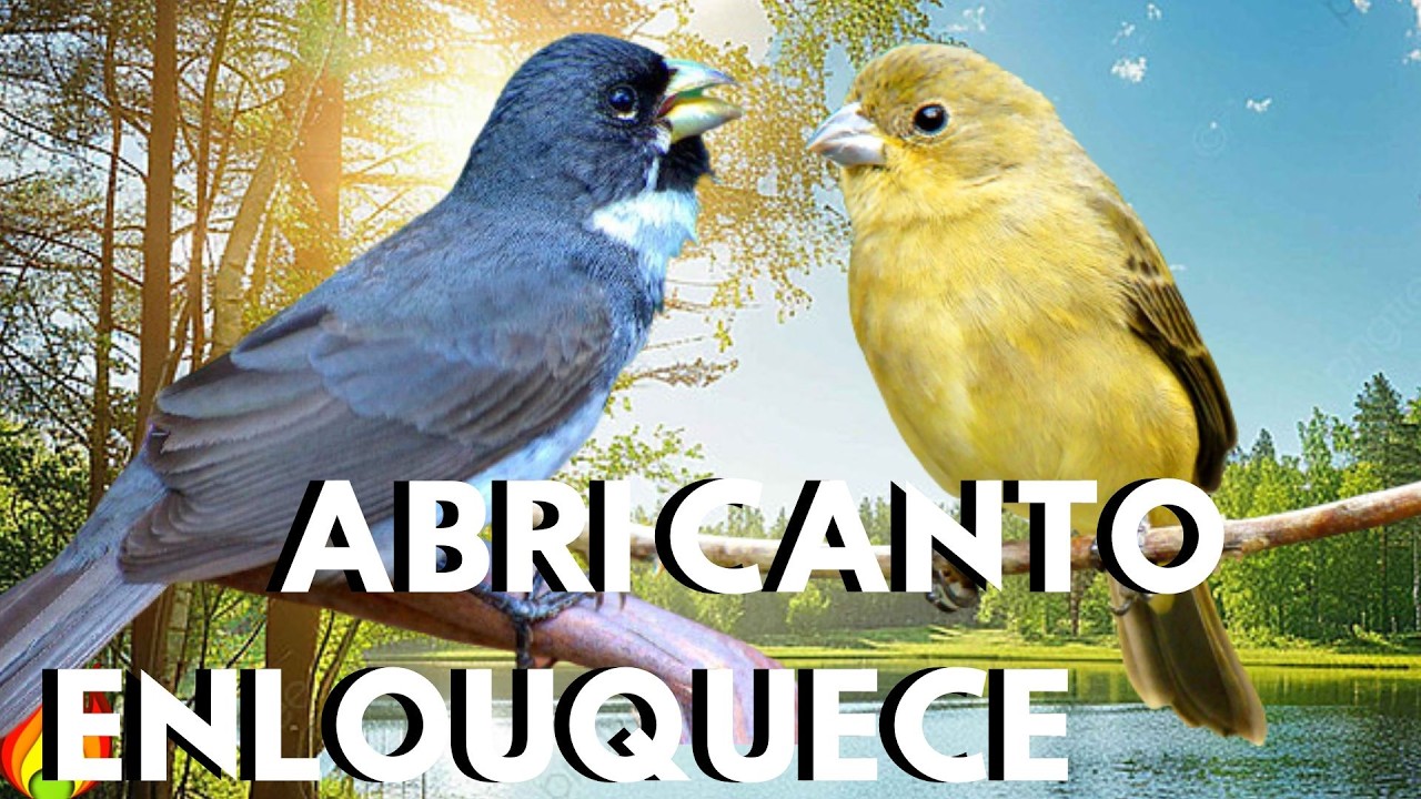 Coleira tui tui para Cantando para ESQUENTAR 💥Canto de coleira tui tui  💥