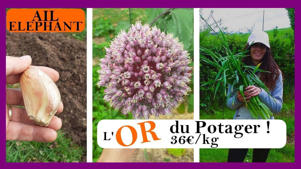 [Potager] AIL ELEPHANT : de la PLANTATION à la RECOLTE !!!