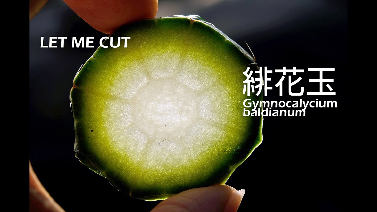 來切仙人掌系列&mdash;緋花玉