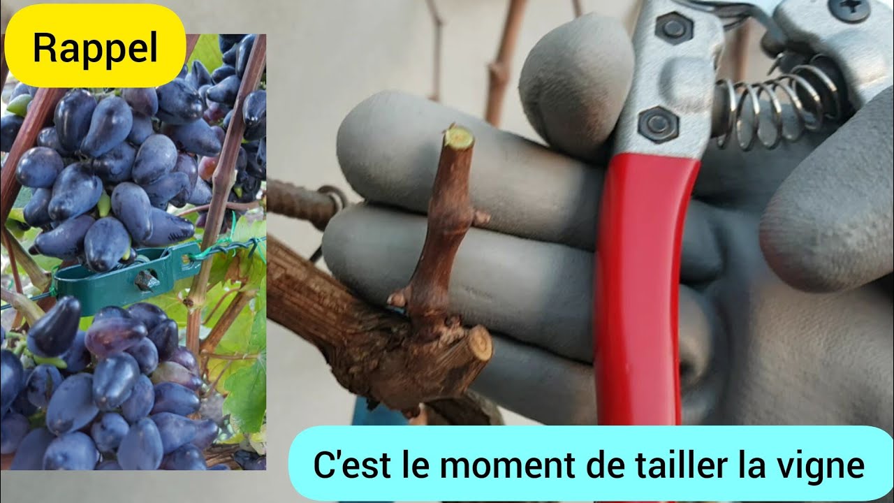 Comment je taille mes vignes ? (taille en Cordon de Royat) 2024