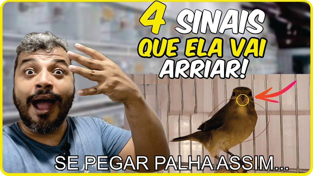 4 Sinais que sua fêmea de Coleiro e Papa capim vai arriar pro Macho!