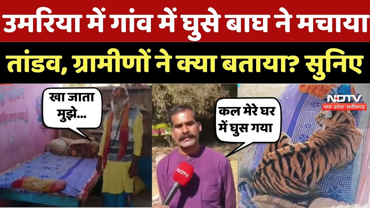 Umaria Tiger Viral Video: उमरिया में गांव में घुसे बाघ ने मचाया तांडव, ग्रामीणों ने क्या बताया? Top