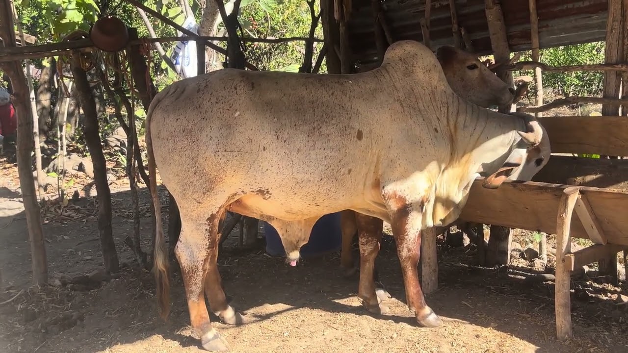 24 de Enero 2026 están disponibles el toro y la novilla listo 