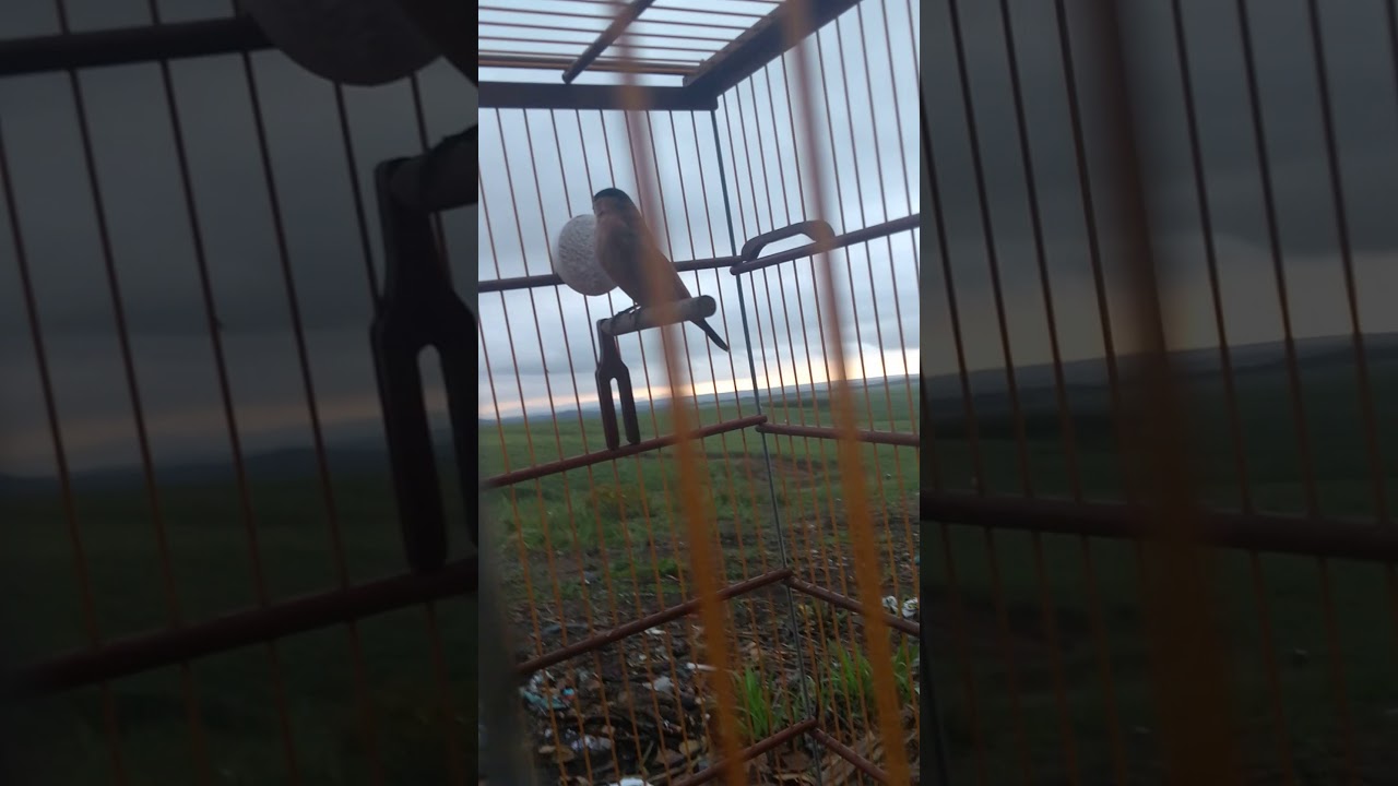 Caboclinho de Caaporã PB(1)