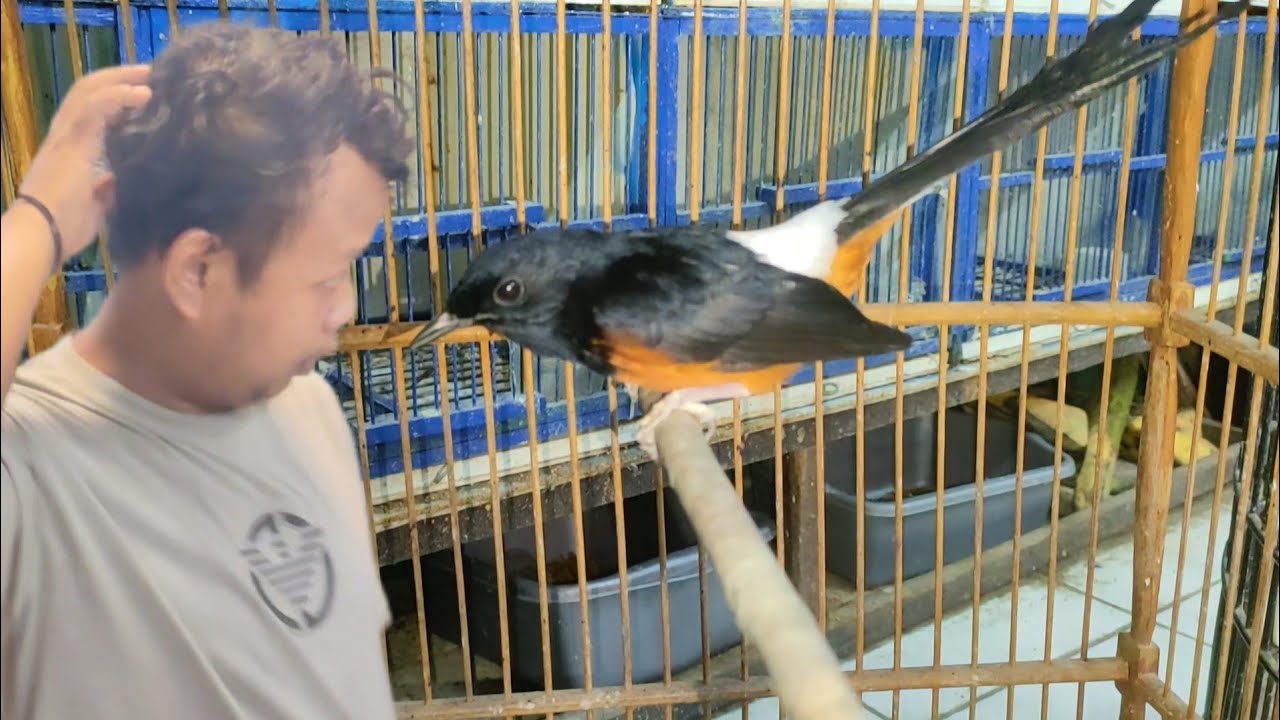 BURAI MEDAN GACOR KAYA GINI DI JUAL MURAH