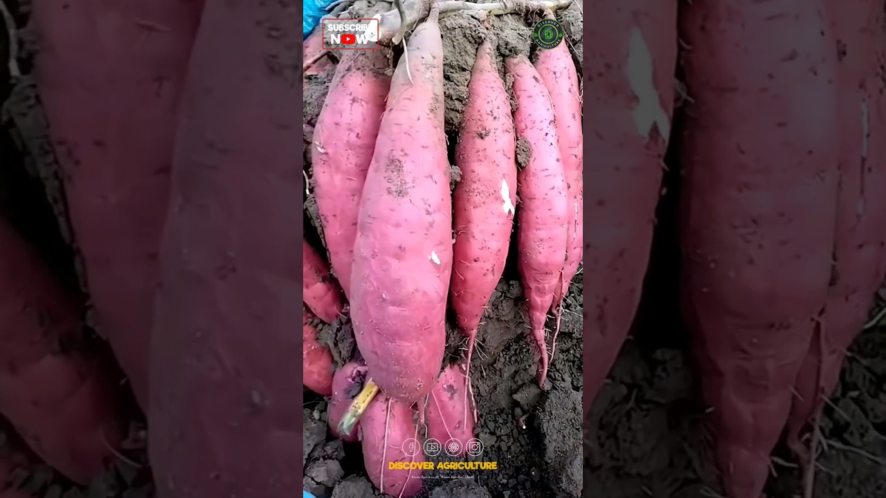 Growing Sweet Potato in Bag😱
