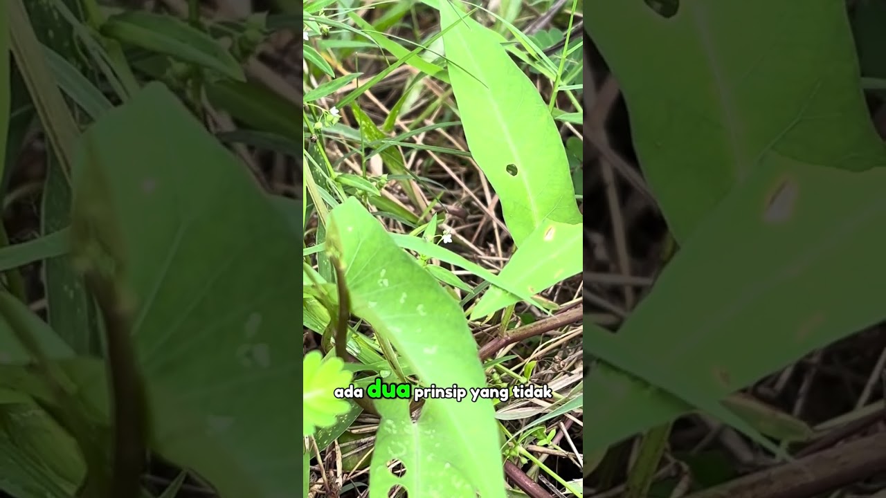 Faedah ke-25 Kisah Luqman Al-Hakim