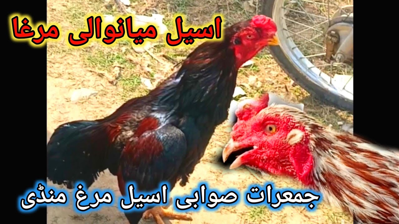 Aseel Murgha Thursday Mandi | Mianwali Aseel Ful Ready Murgha